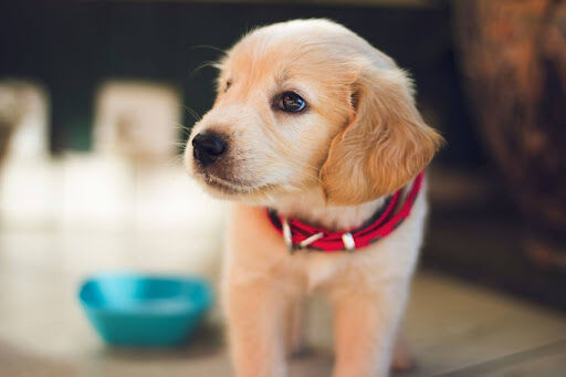 10 Creative Ways to Pamper Your Pet And Show Them Love